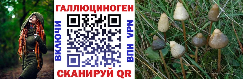 Купить где  Полярный  Галлюциногенные грибы MAGIC MUSHROOMS 